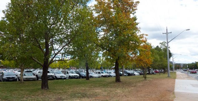 trees-parking-P1170199