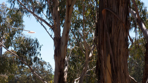 Anzac-trees07-lights