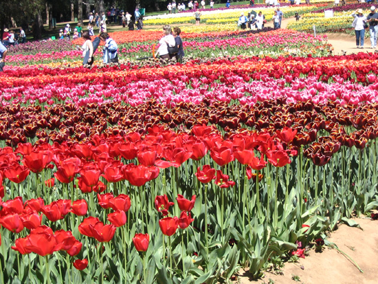 Floriade 05 in full flower