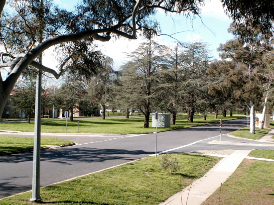 A Green Ainslie Avenue