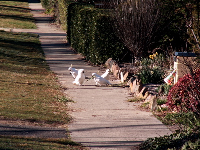 Sulphur Crested Cockatoos on a path.