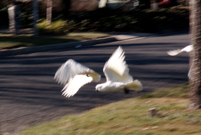 Sulphur Crested Cockatoos on the wing.