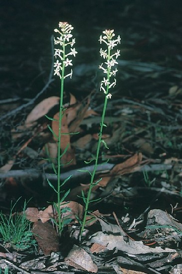 Creamy Candles wildflowers