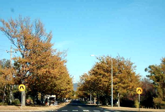 Majura Avenue in Autumn