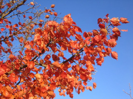 Leaves of Yarralumla