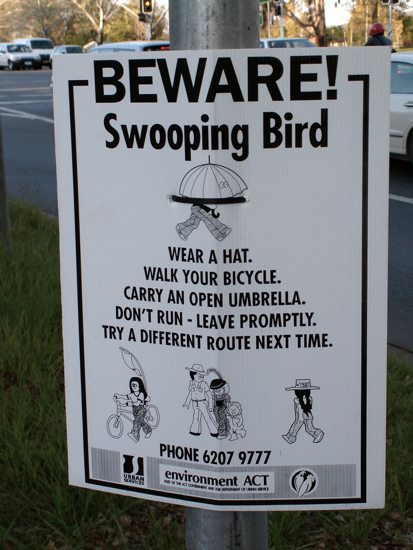 Environment ACT\'s message about the magpie menace