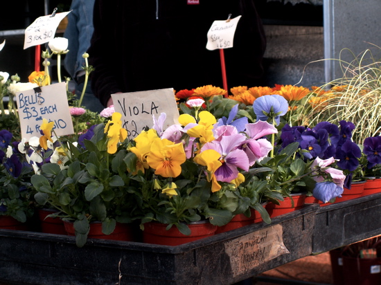 Pansies for sale