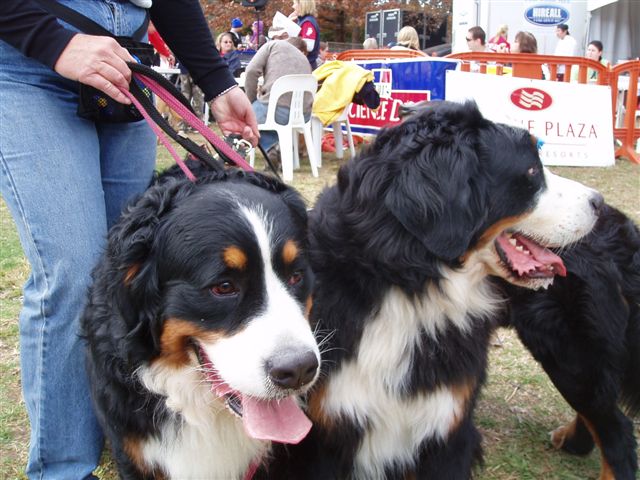 Bernese Mountain Dogs