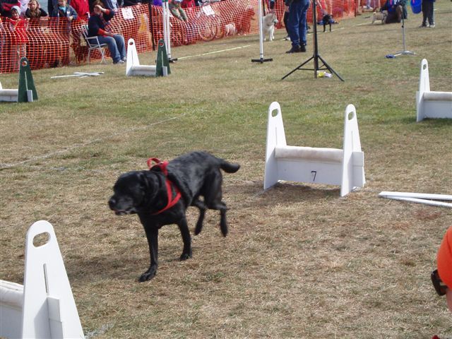 Old Doggy Flyball