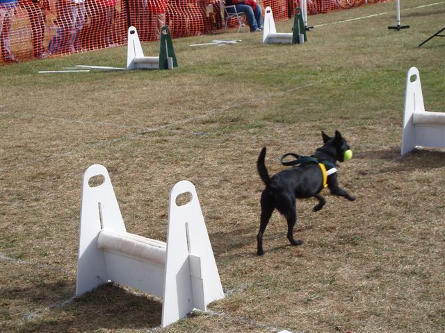 Flyball Dog