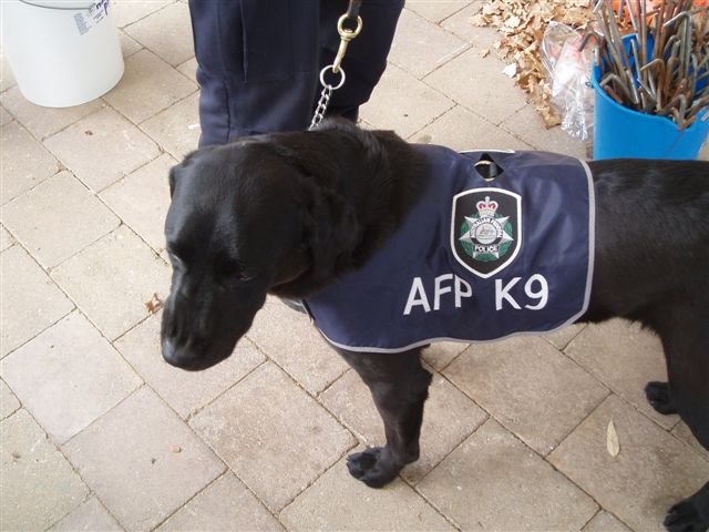 AFP Working Dog