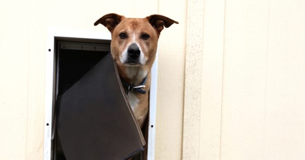 The best dog door installers in Canberra