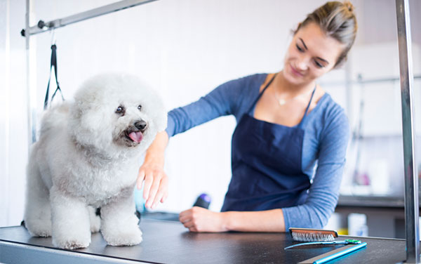 The Best Dog Groomers In Canberra The Riotact