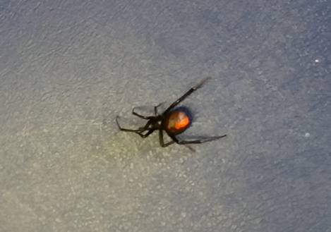 redback