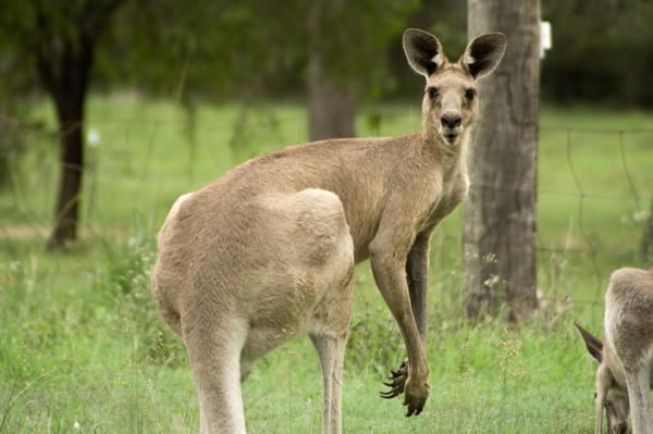 The 2018 ACT kangaroo cull has finished. File Photo