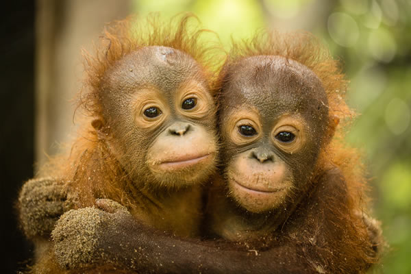 Help save bears and orangutans