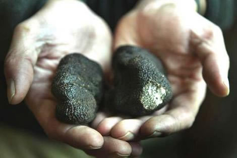 Cooking with truffles