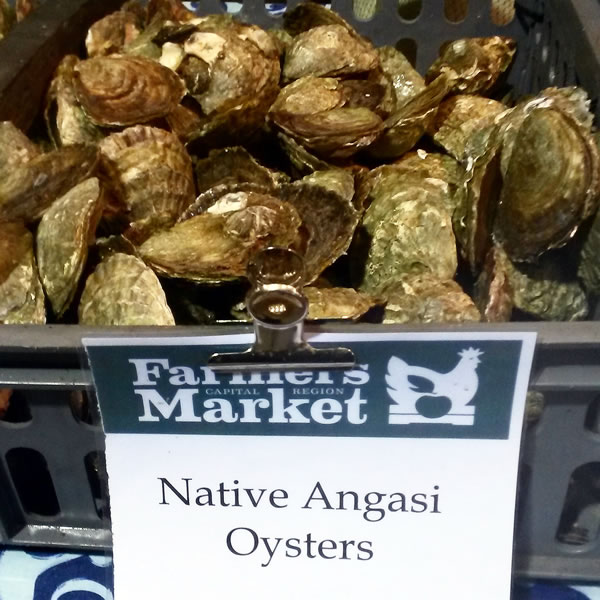 angasi-oysters