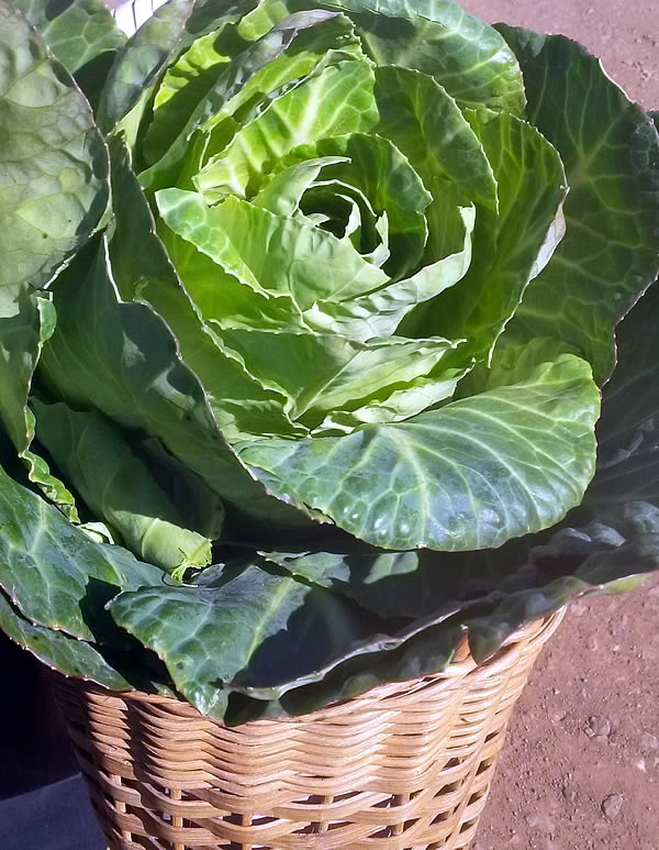 cabbage-farmers-market