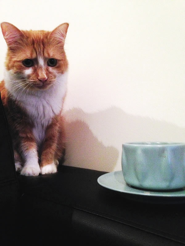 Would you take tea with Tom Kitten? Cat Cafes have reached Australia