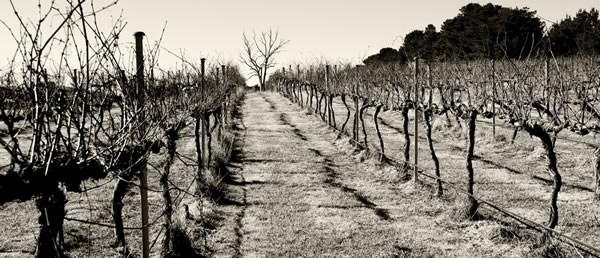 eden-road-vineyards