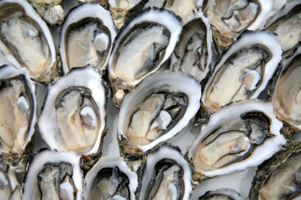 oysters-stock