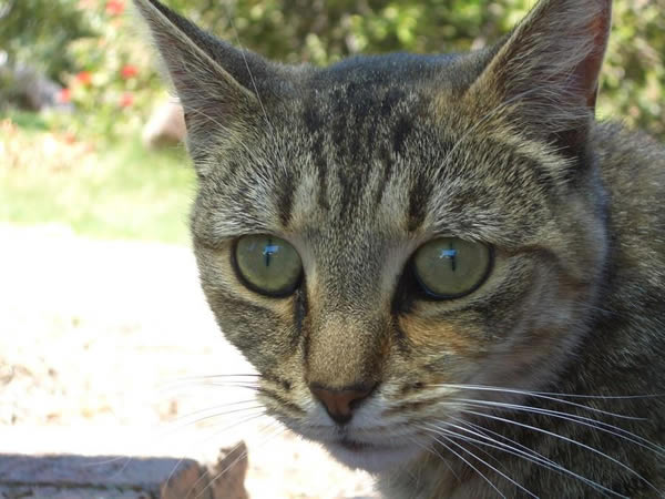 Hope for Canberra's street cats