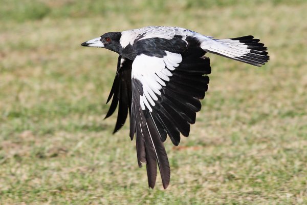 swooping-magpie-250814