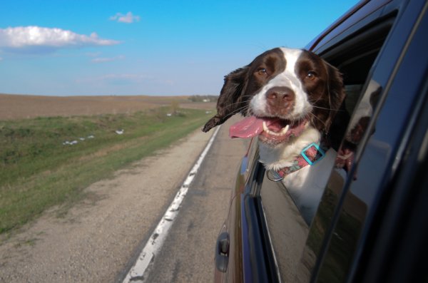 Hot weather, dogs and cars - a recipe for disaster