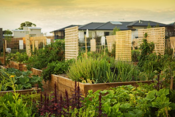 Free organic gardening workshop and Community Garden Open Day at Crace