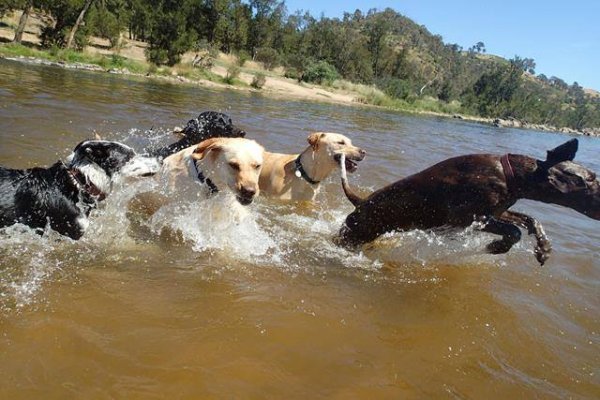 Hot dog! Our favourite Canberra dog swimming areas