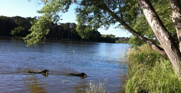 Dogs swimming in the Murrumbidgee