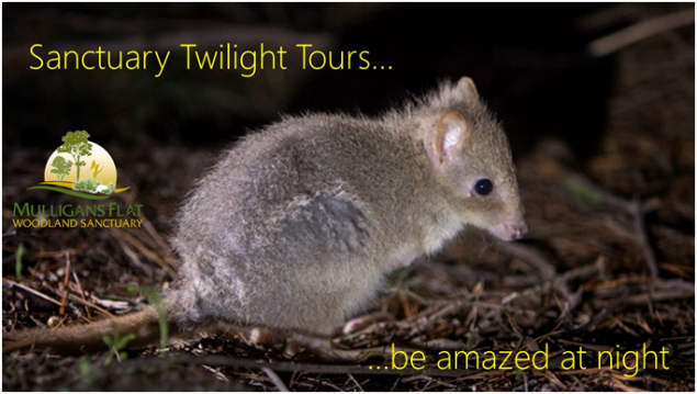 Here's your chance to discover Canberra's long lost native animals