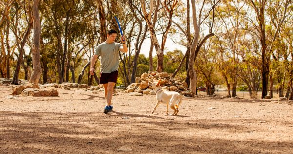 Where Canberra's next dog parks will be built