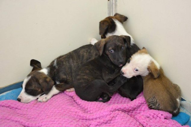 abandoned puppies canberra