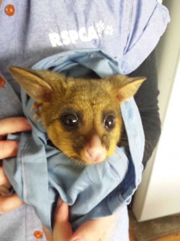 Baby possum cared for by RSPCA ACT