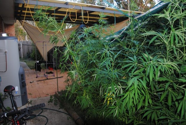 85 plants seized in Calwell drug bust