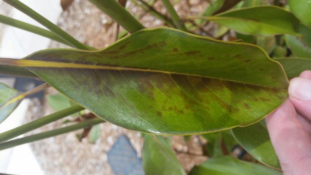 Advice for sick Kay Parris Magnolia plant?