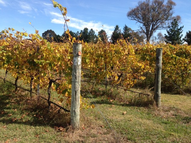 Wood-fired pizzas and tastings at Canberra District wineries