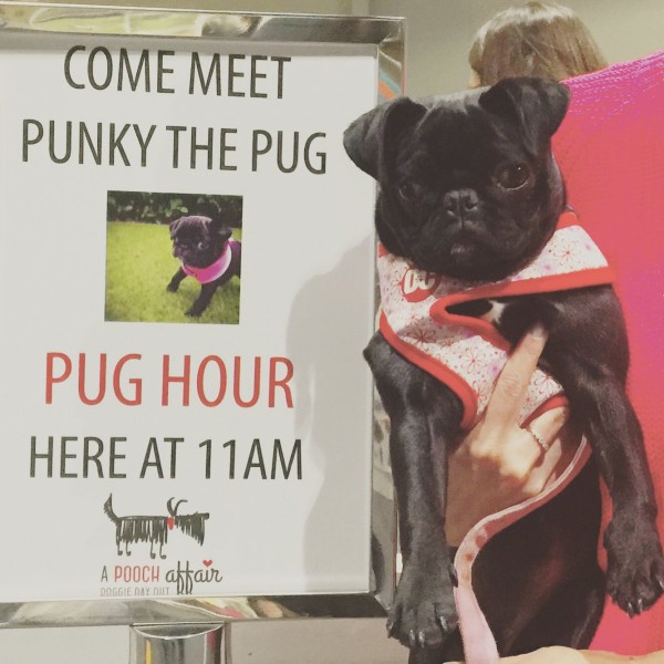 Punky the Pug