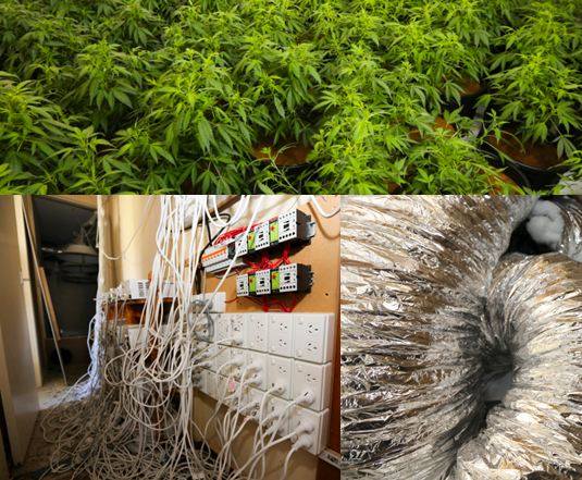 Cannabis plants and hydroponic equipment seized in Hackett