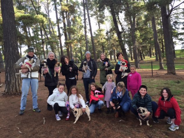 Pug Picnic Canberra