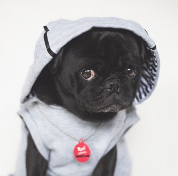 Pug Life Canberra