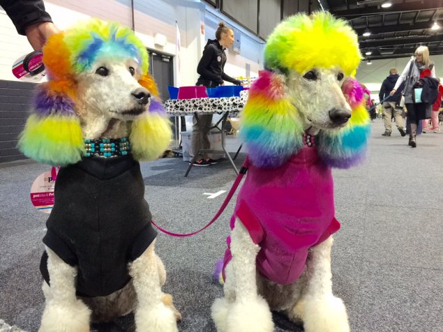 In photos: A dog's day out at A Pooch Affair