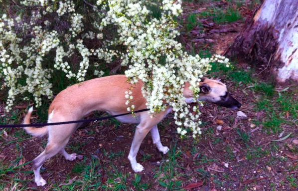 Bloomin' great Aranda walk - spring flowers, great views, dog friendly