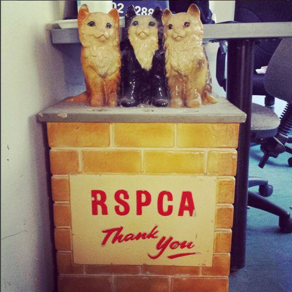 Donate  RSPCA ACT
