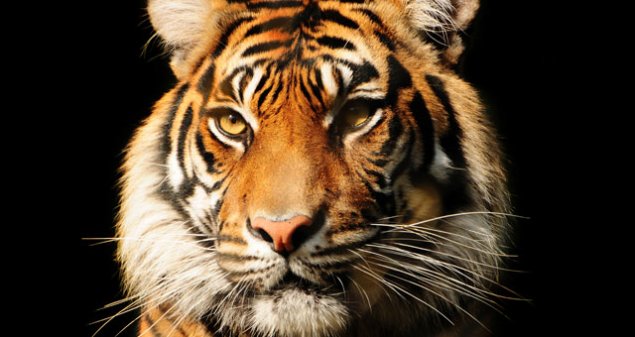 Trivia night fundraiser for Sumatran tigers