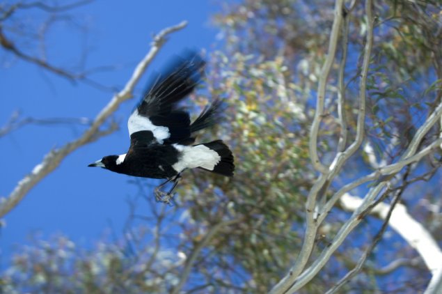 Magpie swooping season, here we go