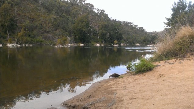 Best of Canberra swim-off – rivers and lakes