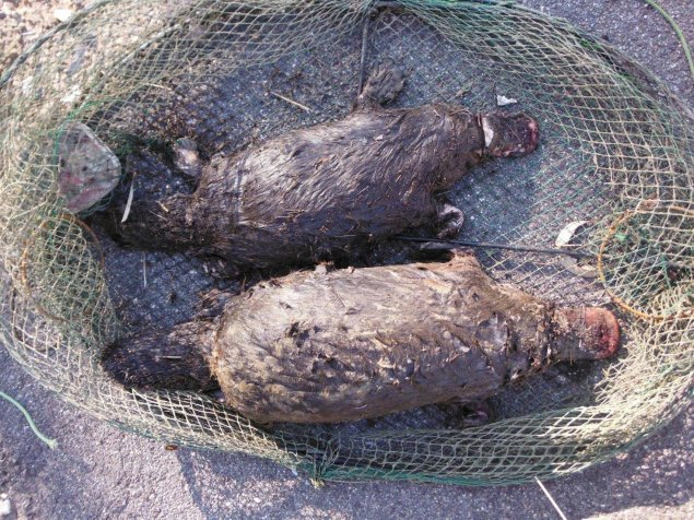 Illegal trap kills platypus pair